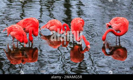 Duisburg, Deutschland. Januar 2024. Die Gruppe der schönen amerikanischen Flamingos (Phoenicopterus ruber) im Duisburger Zoo scheint den anhaltenden Regen, der in Nordrhein-Westfalen und im ganzen Land einen weiteren nassen Tag markiert hat, außer Acht zu lassen. Die Flamingos, auch karibische Flamingos genannt, heimisch auf den Westindischen Inseln, Südamerika und Teilen der USA, zeigen ihr rötlich-rosafarbenes Gefieder und waten fröhlich um ihren Teich trotz des sehr unkaribischen Wetters. Quelle: Imageplotter/Alamy Live News Stockfoto