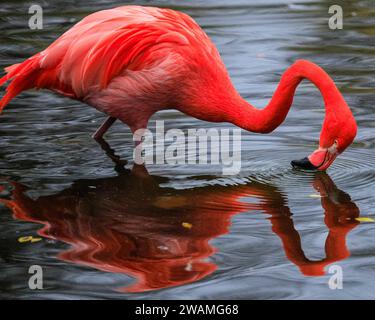 Duisburg, Deutschland. Januar 2024. Die Gruppe der schönen amerikanischen Flamingos (Phoenicopterus ruber) im Duisburger Zoo scheint den anhaltenden Regen, der in Nordrhein-Westfalen und im ganzen Land einen weiteren nassen Tag markiert hat, außer Acht zu lassen. Die Flamingos, auch karibische Flamingos genannt, heimisch auf den Westindischen Inseln, Südamerika und Teilen der USA, zeigen ihr rötlich-rosafarbenes Gefieder und waten fröhlich um ihren Teich trotz des sehr unkaribischen Wetters. Quelle: Imageplotter/Alamy Live News Stockfoto