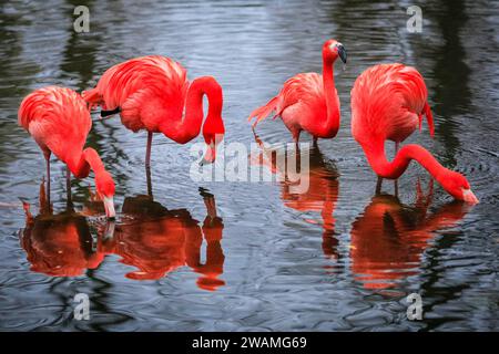 Duisburg, Deutschland. Januar 2024. Die Gruppe der schönen amerikanischen Flamingos (Phoenicopterus ruber) im Duisburger Zoo scheint den anhaltenden Regen, der in Nordrhein-Westfalen und im ganzen Land einen weiteren nassen Tag markiert hat, außer Acht zu lassen. Die Flamingos, auch karibische Flamingos genannt, heimisch auf den Westindischen Inseln, Südamerika und Teilen der USA, zeigen ihr rötlich-rosafarbenes Gefieder und waten fröhlich um ihren Teich trotz des sehr unkaribischen Wetters. Quelle: Imageplotter/Alamy Live News Stockfoto