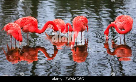 Duisburg, Deutschland. Januar 2024. Die Gruppe der schönen amerikanischen Flamingos (Phoenicopterus ruber) im Duisburger Zoo scheint den anhaltenden Regen, der in Nordrhein-Westfalen und im ganzen Land einen weiteren nassen Tag markiert hat, außer Acht zu lassen. Die Flamingos, auch karibische Flamingos genannt, heimisch auf den Westindischen Inseln, Südamerika und Teilen der USA, zeigen ihr rötlich-rosafarbenes Gefieder und waten fröhlich um ihren Teich trotz des sehr unkaribischen Wetters. Quelle: Imageplotter/Alamy Live News Stockfoto