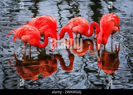 Duisburg, Deutschland. Januar 2024. Die Gruppe der schönen amerikanischen Flamingos (Phoenicopterus ruber) im Duisburger Zoo scheint den anhaltenden Regen, der in Nordrhein-Westfalen und im ganzen Land einen weiteren nassen Tag markiert hat, außer Acht zu lassen. Die Flamingos, auch karibische Flamingos genannt, heimisch auf den Westindischen Inseln, Südamerika und Teilen der USA, zeigen ihr rötlich-rosafarbenes Gefieder und waten fröhlich um ihren Teich trotz des sehr unkaribischen Wetters. Quelle: Imageplotter/Alamy Live News Stockfoto