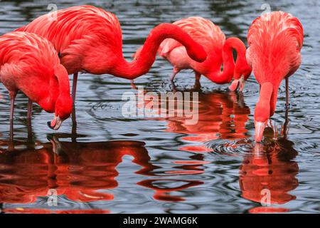 Duisburg, Deutschland. Januar 2024. Die Gruppe der schönen amerikanischen Flamingos (Phoenicopterus ruber) im Duisburger Zoo scheint den anhaltenden Regen, der in Nordrhein-Westfalen und im ganzen Land einen weiteren nassen Tag markiert hat, außer Acht zu lassen. Die Flamingos, auch karibische Flamingos genannt, heimisch auf den Westindischen Inseln, Südamerika und Teilen der USA, zeigen ihr rötlich-rosafarbenes Gefieder und waten fröhlich um ihren Teich trotz des sehr unkaribischen Wetters. Quelle: Imageplotter/Alamy Live News Stockfoto