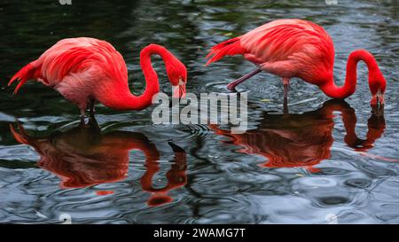 Duisburg, Deutschland. Januar 2024. Die Gruppe der schönen amerikanischen Flamingos (Phoenicopterus ruber) im Duisburger Zoo scheint den anhaltenden Regen, der in Nordrhein-Westfalen und im ganzen Land einen weiteren nassen Tag markiert hat, außer Acht zu lassen. Die Flamingos, auch karibische Flamingos genannt, heimisch auf den Westindischen Inseln, Südamerika und Teilen der USA, zeigen ihr rötlich-rosafarbenes Gefieder und waten fröhlich um ihren Teich trotz des sehr unkaribischen Wetters. Quelle: Imageplotter/Alamy Live News Stockfoto