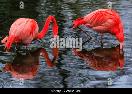 Duisburg, Deutschland. Januar 2024. Die Gruppe der schönen amerikanischen Flamingos (Phoenicopterus ruber) im Duisburger Zoo scheint den anhaltenden Regen, der in Nordrhein-Westfalen und im ganzen Land einen weiteren nassen Tag markiert hat, außer Acht zu lassen. Die Flamingos, auch karibische Flamingos genannt, heimisch auf den Westindischen Inseln, Südamerika und Teilen der USA, zeigen ihr rötlich-rosafarbenes Gefieder und waten fröhlich um ihren Teich trotz des sehr unkaribischen Wetters. Quelle: Imageplotter/Alamy Live News Stockfoto