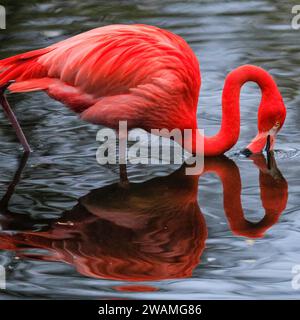 Duisburg, Deutschland. Januar 2024. Die Gruppe der schönen amerikanischen Flamingos (Phoenicopterus ruber) im Duisburger Zoo scheint den anhaltenden Regen, der in Nordrhein-Westfalen und im ganzen Land einen weiteren nassen Tag markiert hat, außer Acht zu lassen. Die Flamingos, auch karibische Flamingos genannt, heimisch auf den Westindischen Inseln, Südamerika und Teilen der USA, zeigen ihr rötlich-rosafarbenes Gefieder und waten fröhlich um ihren Teich trotz des sehr unkaribischen Wetters. Quelle: Imageplotter/Alamy Live News Stockfoto