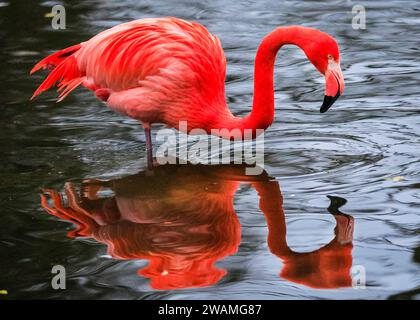 Duisburg, Deutschland. Januar 2024. Die Gruppe der schönen amerikanischen Flamingos (Phoenicopterus ruber) im Duisburger Zoo scheint den anhaltenden Regen, der in Nordrhein-Westfalen und im ganzen Land einen weiteren nassen Tag markiert hat, außer Acht zu lassen. Die Flamingos, auch karibische Flamingos genannt, heimisch auf den Westindischen Inseln, Südamerika und Teilen der USA, zeigen ihr rötlich-rosafarbenes Gefieder und waten fröhlich um ihren Teich trotz des sehr unkaribischen Wetters. Quelle: Imageplotter/Alamy Live News Stockfoto