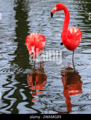 Duisburg, Deutschland. Januar 2024. Die Gruppe der schönen amerikanischen Flamingos (Phoenicopterus ruber) im Duisburger Zoo scheint den anhaltenden Regen, der in Nordrhein-Westfalen und im ganzen Land einen weiteren nassen Tag markiert hat, außer Acht zu lassen. Die Flamingos, auch karibische Flamingos genannt, heimisch auf den Westindischen Inseln, Südamerika und Teilen der USA, zeigen ihr rötlich-rosafarbenes Gefieder und waten fröhlich um ihren Teich trotz des sehr unkaribischen Wetters. Quelle: Imageplotter/Alamy Live News Stockfoto