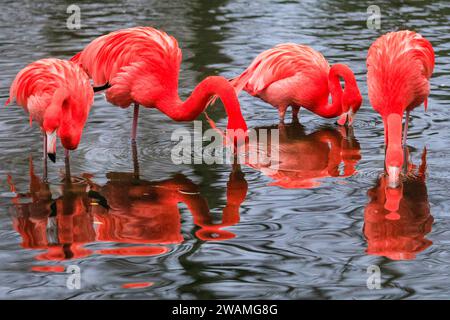 Duisburg, Deutschland. Januar 2024. Die Gruppe der schönen amerikanischen Flamingos (Phoenicopterus ruber) im Duisburger Zoo scheint den anhaltenden Regen, der in Nordrhein-Westfalen und im ganzen Land einen weiteren nassen Tag markiert hat, außer Acht zu lassen. Die Flamingos, auch karibische Flamingos genannt, heimisch auf den Westindischen Inseln, Südamerika und Teilen der USA, zeigen ihr rötlich-rosafarbenes Gefieder und waten fröhlich um ihren Teich trotz des sehr unkaribischen Wetters. Quelle: Imageplotter/Alamy Live News Stockfoto