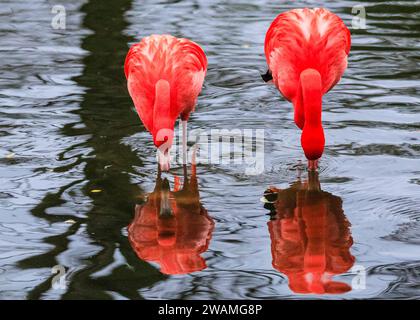 Duisburg, Deutschland. Januar 2024. Die Gruppe der schönen amerikanischen Flamingos (Phoenicopterus ruber) im Duisburger Zoo scheint den anhaltenden Regen, der in Nordrhein-Westfalen und im ganzen Land einen weiteren nassen Tag markiert hat, außer Acht zu lassen. Die Flamingos, auch karibische Flamingos genannt, heimisch auf den Westindischen Inseln, Südamerika und Teilen der USA, zeigen ihr rötlich-rosafarbenes Gefieder und waten fröhlich um ihren Teich trotz des sehr unkaribischen Wetters. Quelle: Imageplotter/Alamy Live News Stockfoto