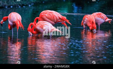 Duisburg, Deutschland. Januar 2024. Die Gruppe der schönen amerikanischen Flamingos (Phoenicopterus ruber) im Duisburger Zoo scheint den anhaltenden Regen, der in Nordrhein-Westfalen und im ganzen Land einen weiteren nassen Tag markiert hat, außer Acht zu lassen. Die Flamingos, auch karibische Flamingos genannt, heimisch auf den Westindischen Inseln, Südamerika und Teilen der USA, zeigen ihr rötlich-rosafarbenes Gefieder und waten fröhlich um ihren Teich trotz des sehr unkaribischen Wetters. Quelle: Imageplotter/Alamy Live News Stockfoto