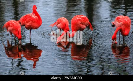 Duisburg, Deutschland. Januar 2024. Die Gruppe der schönen amerikanischen Flamingos (Phoenicopterus ruber) im Duisburger Zoo scheint den anhaltenden Regen, der in Nordrhein-Westfalen und im ganzen Land einen weiteren nassen Tag markiert hat, außer Acht zu lassen. Die Flamingos, auch karibische Flamingos genannt, heimisch auf den Westindischen Inseln, Südamerika und Teilen der USA, zeigen ihr rötlich-rosafarbenes Gefieder und waten fröhlich um ihren Teich trotz des sehr unkaribischen Wetters. Quelle: Imageplotter/Alamy Live News Stockfoto