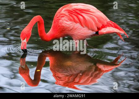 Duisburg, Deutschland. Januar 2024. Die Gruppe der schönen amerikanischen Flamingos (Phoenicopterus ruber) im Duisburger Zoo scheint den anhaltenden Regen, der in Nordrhein-Westfalen und im ganzen Land einen weiteren nassen Tag markiert hat, außer Acht zu lassen. Die Flamingos, auch karibische Flamingos genannt, heimisch auf den Westindischen Inseln, Südamerika und Teilen der USA, zeigen ihr rötlich-rosafarbenes Gefieder und waten fröhlich um ihren Teich trotz des sehr unkaribischen Wetters. Quelle: Imageplotter/Alamy Live News Stockfoto