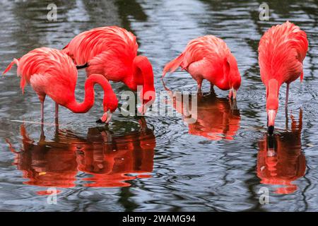 Duisburg, Deutschland. Januar 2024. Die Gruppe der schönen amerikanischen Flamingos (Phoenicopterus ruber) im Duisburger Zoo scheint den anhaltenden Regen, der in Nordrhein-Westfalen und im ganzen Land einen weiteren nassen Tag markiert hat, außer Acht zu lassen. Die Flamingos, auch karibische Flamingos genannt, heimisch auf den Westindischen Inseln, Südamerika und Teilen der USA, zeigen ihr rötlich-rosafarbenes Gefieder und waten fröhlich um ihren Teich trotz des sehr unkaribischen Wetters. Quelle: Imageplotter/Alamy Live News Stockfoto