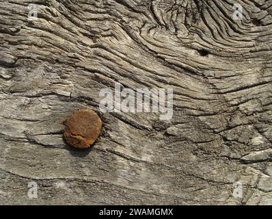 Nahaufnahme einer sehr alten Holzstruktur mit einem rostigen Nagel Stockfoto