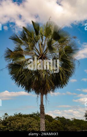 Copernicia prunifera, eine Palme aus der Familie der Arecaceae, genannt carnaúba, carnaubeira oder carnaíba, ist im Nordosten Brasiliens endemisch. Stockfoto