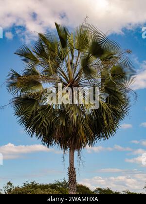 Copernicia prunifera, eine Palme aus der Familie der Arecaceae, genannt carnaúba, carnaubeira oder carnaíba, ist im Nordosten Brasiliens endemisch. Stockfoto