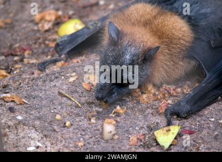 Die Fledermaus hat ein wolliges goldenes Fell auf Kopf, Hals, Schultern und manchmal auch auf dem Rücken. Ihre Flügel sind schwarz und nicht gefärbt. Flugfüchse oder Stockfoto