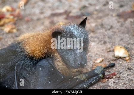 Die Fledermaus hat ein wolliges goldenes Fell auf Kopf, Hals, Schultern und manchmal auch auf dem Rücken. Ihre Flügel sind schwarz und nicht gefärbt. Flugfüchse oder Stockfoto