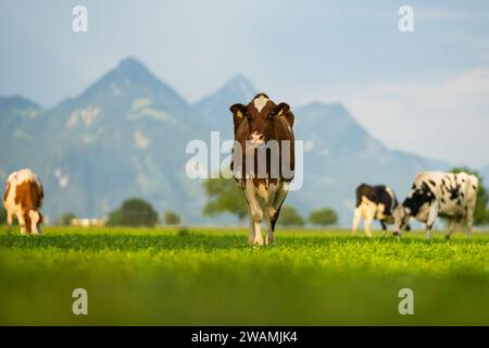 Kuh auf Rasen. Kuh weidet auf grüner Wiese. Holsteinkuh. Ökologischer Landbau. Kühe in einem Bergfeld. Kühe auf einer Sommerweide. Rinderherde. Stockfoto