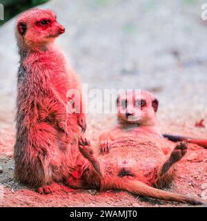 Duisburg, Deutschland. Januar 2024. Die ansässige Familie der Erdmännchen (Suricata suricatta) im Zoo Duisburg kuschelt sich und sonnt sich unter ihrer Wärmelampe an einem trockenen Ort ihres großen Freigeheges. So wird die Wärme und das Rotlicht optimal genutzt, während der Regen den ganzen Tag über wieder anhält. Die vielen überdachten und halbüberdachten Bereiche des Zoos ermöglichen es Besuchern, sich vor dem Regen zu schützen und den Tag mit den Tieren zu genießen. Quelle: Imageplotter/Alamy Live News Stockfoto