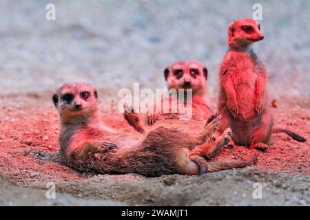 Duisburg, Deutschland. Januar 2024. Die ansässige Familie der Erdmännchen (Suricata suricatta) im Zoo Duisburg kuschelt sich und sonnt sich unter ihrer Wärmelampe an einem trockenen Ort ihres großen Freigeheges. So wird die Wärme und das Rotlicht optimal genutzt, während der Regen den ganzen Tag über wieder anhält. Die vielen überdachten und halbüberdachten Bereiche des Zoos ermöglichen es Besuchern, sich vor dem Regen zu schützen und den Tag mit den Tieren zu genießen. Quelle: Imageplotter/Alamy Live News Stockfoto