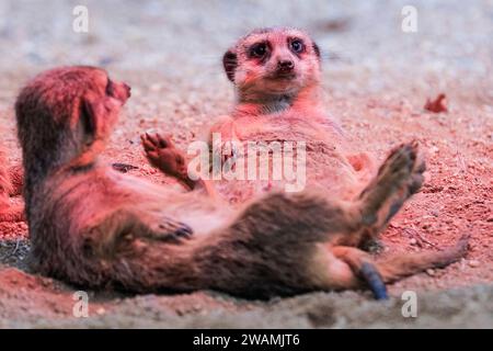 Duisburg, Deutschland. Januar 2024. Die ansässige Familie der Erdmännchen (Suricata suricatta) im Zoo Duisburg kuschelt sich und sonnt sich unter ihrer Wärmelampe an einem trockenen Ort ihres großen Freigeheges. So wird die Wärme und das Rotlicht optimal genutzt, während der Regen den ganzen Tag über wieder anhält. Die vielen überdachten und halbüberdachten Bereiche des Zoos ermöglichen es Besuchern, sich vor dem Regen zu schützen und den Tag mit den Tieren zu genießen. Quelle: Imageplotter/Alamy Live News Stockfoto