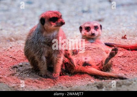 Duisburg, Deutschland. Januar 2024. Die ansässige Familie der Erdmännchen (Suricata suricatta) im Zoo Duisburg kuschelt sich und sonnt sich unter ihrer Wärmelampe an einem trockenen Ort ihres großen Freigeheges. So wird die Wärme und das Rotlicht optimal genutzt, während der Regen den ganzen Tag über wieder anhält. Die vielen überdachten und halbüberdachten Bereiche des Zoos ermöglichen es Besuchern, sich vor dem Regen zu schützen und den Tag mit den Tieren zu genießen. Quelle: Imageplotter/Alamy Live News Stockfoto