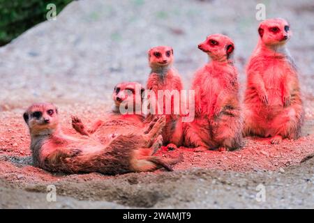 Duisburg, Deutschland. Januar 2024. Die ansässige Familie der Erdmännchen (Suricata suricatta) im Zoo Duisburg kuschelt sich und sonnt sich unter ihrer Wärmelampe an einem trockenen Ort ihres großen Freigeheges. So wird die Wärme und das Rotlicht optimal genutzt, während der Regen den ganzen Tag über wieder anhält. Die vielen überdachten und halbüberdachten Bereiche des Zoos ermöglichen es Besuchern, sich vor dem Regen zu schützen und den Tag mit den Tieren zu genießen. Quelle: Imageplotter/Alamy Live News Stockfoto