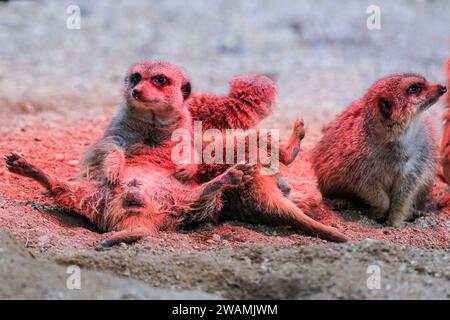 Duisburg, Deutschland. Januar 2024. Die ansässige Familie der Erdmännchen (Suricata suricatta) im Zoo Duisburg kuschelt sich und sonnt sich unter ihrer Wärmelampe an einem trockenen Ort ihres großen Freigeheges. So wird die Wärme und das Rotlicht optimal genutzt, während der Regen den ganzen Tag über wieder anhält. Die vielen überdachten und halbüberdachten Bereiche des Zoos ermöglichen es Besuchern, sich vor dem Regen zu schützen und den Tag mit den Tieren zu genießen. Quelle: Imageplotter/Alamy Live News Stockfoto