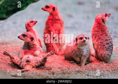 Duisburg, Deutschland. Januar 2024. Die ansässige Familie der Erdmännchen (Suricata suricatta) im Zoo Duisburg kuschelt sich und sonnt sich unter ihrer Wärmelampe an einem trockenen Ort ihres großen Freigeheges. So wird die Wärme und das Rotlicht optimal genutzt, während der Regen den ganzen Tag über wieder anhält. Die vielen überdachten und halbüberdachten Bereiche des Zoos ermöglichen es Besuchern, sich vor dem Regen zu schützen und den Tag mit den Tieren zu genießen. Quelle: Imageplotter/Alamy Live News Stockfoto