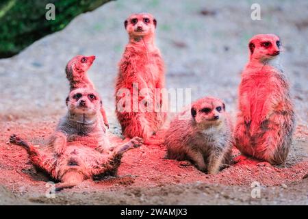 Duisburg, Deutschland. Januar 2024. Die ansässige Familie der Erdmännchen (Suricata suricatta) im Zoo Duisburg kuschelt sich und sonnt sich unter ihrer Wärmelampe an einem trockenen Ort ihres großen Freigeheges. So wird die Wärme und das Rotlicht optimal genutzt, während der Regen den ganzen Tag über wieder anhält. Die vielen überdachten und halbüberdachten Bereiche des Zoos ermöglichen es Besuchern, sich vor dem Regen zu schützen und den Tag mit den Tieren zu genießen. Quelle: Imageplotter/Alamy Live News Stockfoto