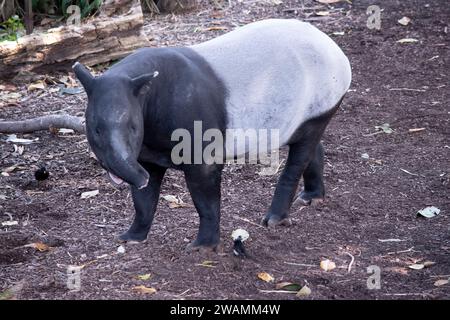 Die Vorderseite und der schwarze oder malaysische Tapir sind schwarz und die Mitte weiß. Die Nase und die Lippe werden verlängert, um eine kurze Schnauze zu bilden. Stockfoto