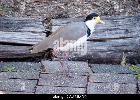 Der maskierte Lapwing ist vorwiegend weiß, mit braunen Flügeln und Rücken und einer schwarzen Krone. Die Vögel haben große gelbe Klatschgeräusche im Gesicht, Stockfoto