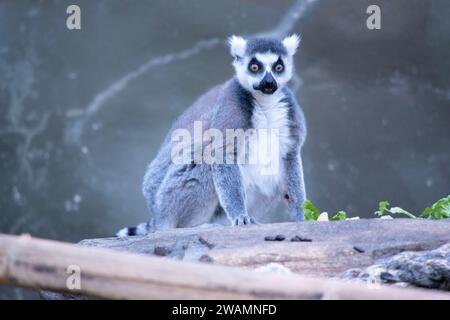 Ringschwanz-Lemurrücken sind grau bis rotbraun mit grauen Gliedmaßen und dunkelgrauen Köpfen und Hälsen. Sie haben weiße Bäuche. Stockfoto