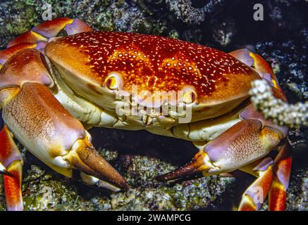 Carpilius corallinus, auch bekannt als Fledermauskoralle, ist eine Krabbenart aus der Familie der Carpiliidae. Stockfoto