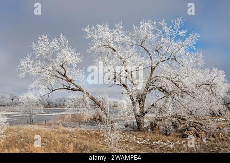 Kearney, Nebraska - Frost auf Bäumen entlang des Platte River an einem Januartag. Stockfoto