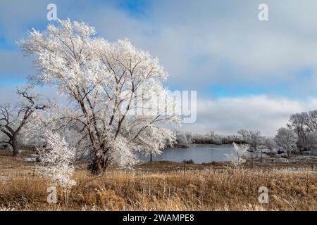 Kearney, Nebraska - Frost auf Bäumen entlang des Platte River an einem Januartag. Stockfoto