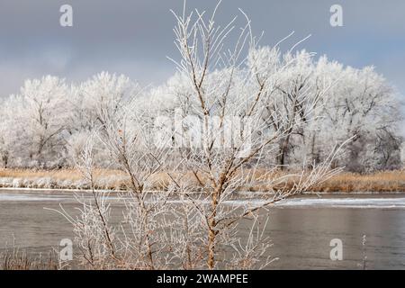 Kearney, Nebraska - Frost auf Bäumen entlang des Platte River an einem Januartag. Stockfoto