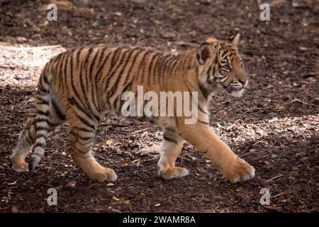 Tigerjungen werden klein, blind und schwach geboren. Tigerjungen werden mit all ihren Streifen geboren und trinken die Milch ihrer Mutter, bis sie sechs Monate alt sind und Stockfoto