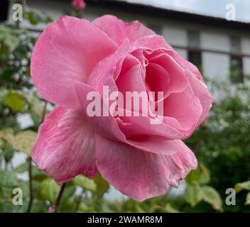 Eine wunderschöne rosafarbene Rose wird im Sonnenlicht vor einem Hintergrund von üppig grünen Bäumen beleuchtet Stockfoto