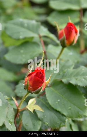 Ziemlich ungeöffnete Rosenblüten, Regentropfen auf Blütenblättern, korallenfarbene Rosen, grüne Blätter, Sommergarten nach Regen, duftendes blumiges Aroma. Stockfoto