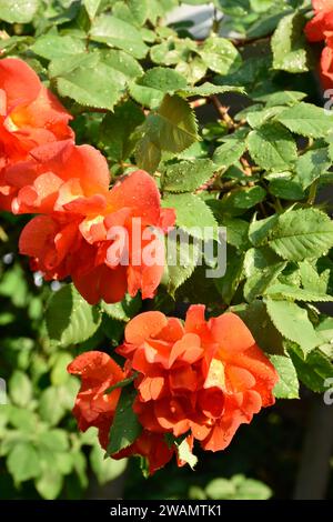 Hübsche korallenfarbene Rosen, Regentropfen auf Rosenblättern, Garten nach Regen, duftendes blumiges Aroma, Sommerblumen, Kletterrosen, Sonnenlicht. Stockfoto