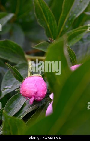 Ziemlich ungeöffnete Pfingstrosenblüten, Regentropfen auf Blütenblättern, stimmungsvoller Garten, dunkelgrüne Blätter nach Regen, duftendes blumiges Aroma, Frühlingsblüten, blühend. Stockfoto