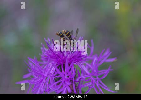 Ein Paar konopider Fliegen (CONOPS quadrifasciatus), das im Tandem gesehen wird, wobei das Männchen sich am Rücken des Weibchens festklammert, während es auf einer Distelblüte Nektar legt. Stockfoto