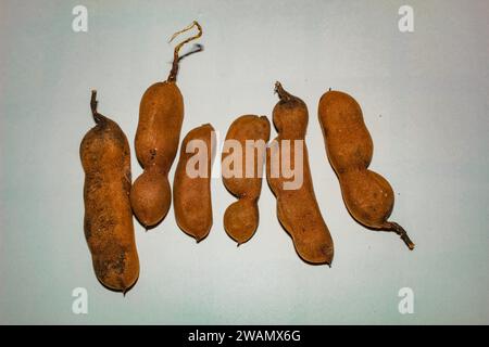 Einige Früchte von Tamarindus indica, genannt Tamarinde, Tambarino, Tamarindenbaum, Tamarindenbaum, tamarindenbaum, tamarina und jubaí Stockfoto