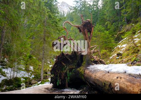 Landschaft eines großen Baumes, der aufgrund der starken Winde herunterfiel. Stockfoto