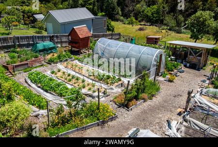 Teil einer kleinen Vorstadtgartenfarm in Hobart, Tasmanien, die frische Bio-Produkte für Restaurants liefert Stockfoto