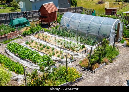 Teil einer kleinen Vorstadtgartenfarm in Hobart, Tasmanien, die frische Bio-Produkte für Restaurants liefert Stockfoto