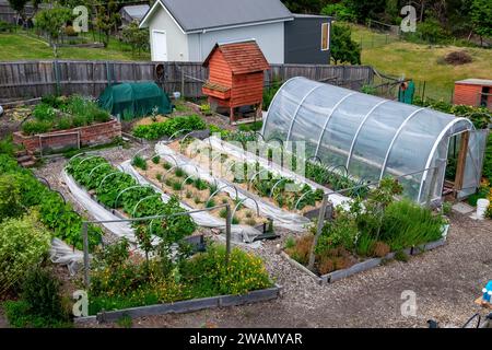 Teil einer kleinen Vorstadtgartenfarm in Hobart, Tasmanien, die frische Bio-Produkte für Restaurants liefert Stockfoto