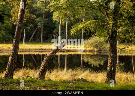 Naturschutzgebiet Schwarzes Wasser im Naturpark hohe Mark Westmünsterland bei Wesel, NRW Stockfoto